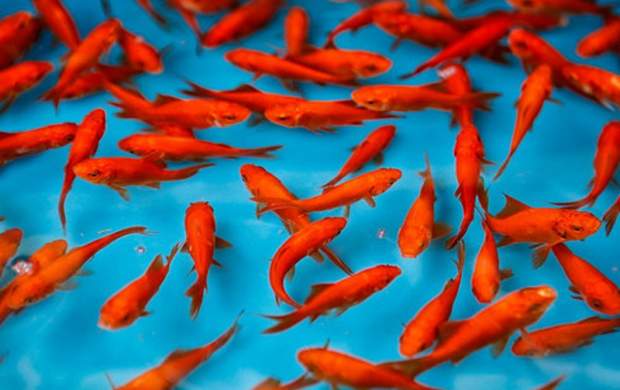 خطری نهفته در ماهی‌های قرمز نوروز