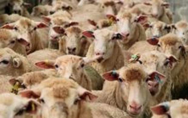 گوسفندان وارد کشور شدند