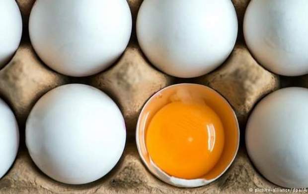 مصرف تخم‌مرغ احتمال مرگ را افزایش می دهد