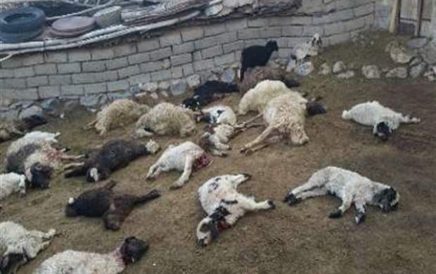 گرگ‌های گرسنه ۷۵ رأس گوسفند را دریدند