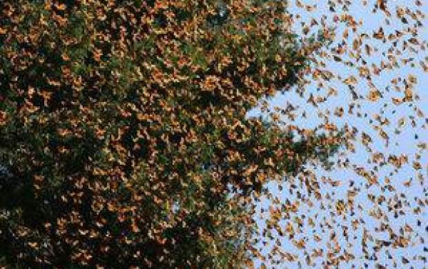 چرایی افزایش حشرات در پایتخت