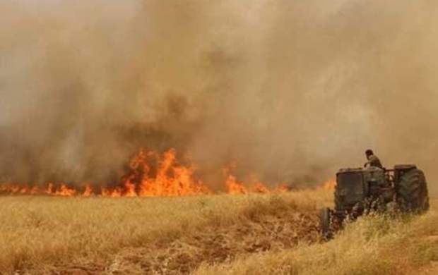 آتش زدن مزارع؛ سلاح جدید داعش