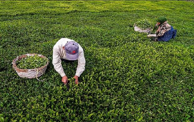 خرید تضمینی برگ سبز چای از ۵۰ هزار تُن گذشت