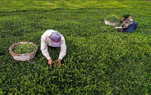 خرید تضمینی برگ سبز چای از ۵۰ هزار تُن گذشت
