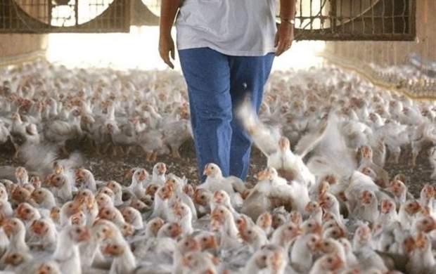 به مرغ‌ها بگوییم نخورید تا خوراک دولتی برسد؟