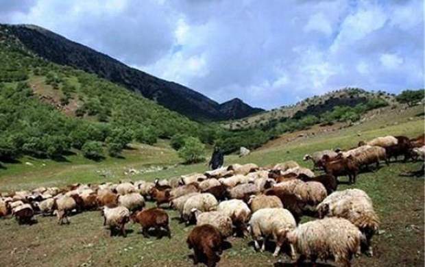 آب آلوده ۷۲ گوسفند را تلف کرد +عکس