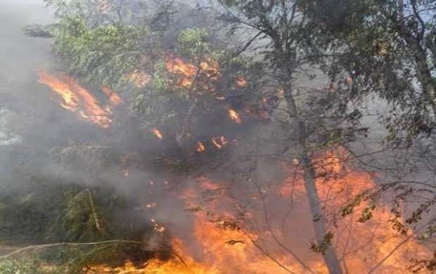 ۱۱۰۰۰هکتار از جنگل‌های کشور در طول دو ماه سوختند