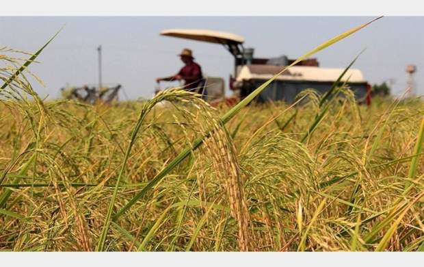 وزارت‌کشاورزی مسئولیتی در واردات برنج ندارد