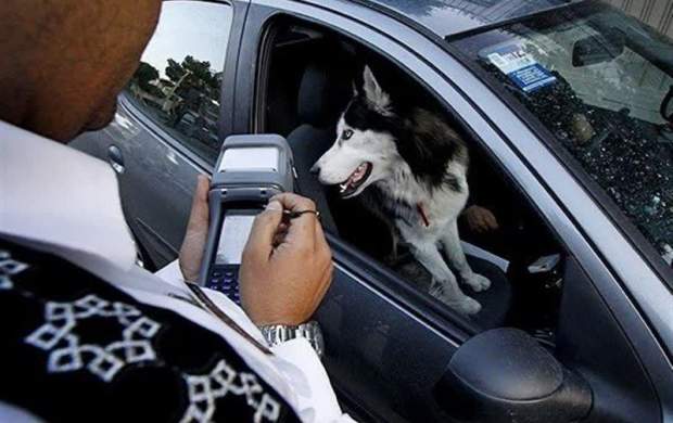 پلیس: حمل سگ با خودرو غیرقانونی است