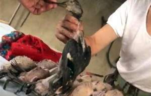 آغاز کشتار غیرقانونی "پرندگان مهاجر" در فریدونکنار