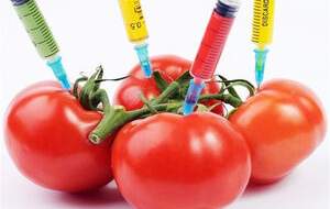 مواد غذایی تراریخته عقیم می‌کند؟