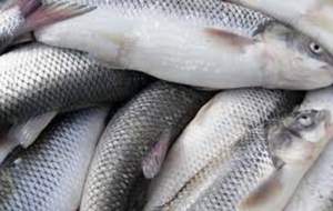 کاهش ۳۰ درصدی قیمت ماهی