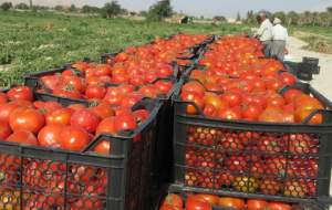 قیمت گوجه تا دو هفته دیگر ۲۵۰۰ تومان می‌شود