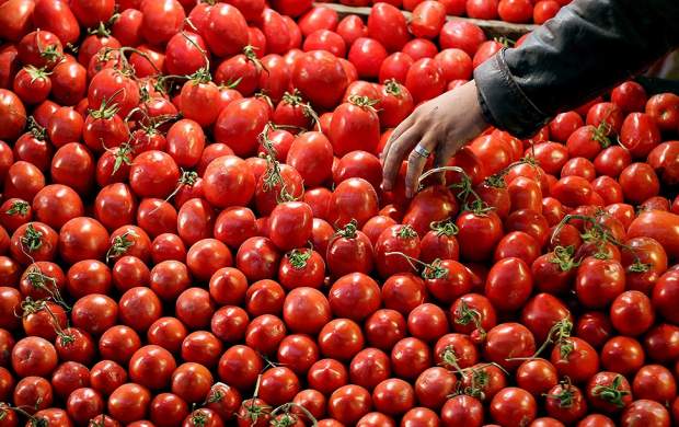 نسخه گرانی گوجه‌فرنگی هفته آتی پیچیده می‌شود