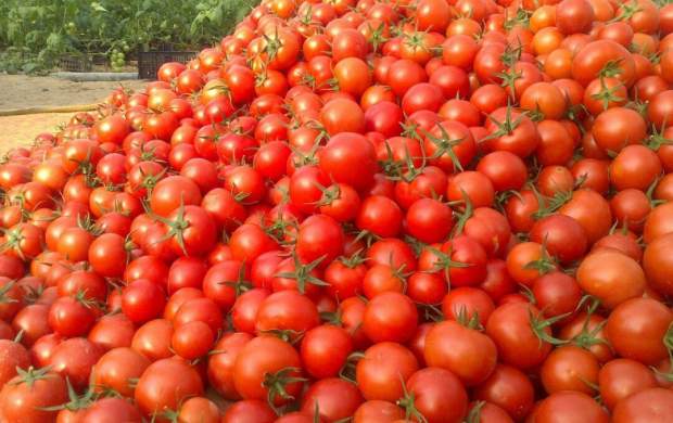 شرایط صادرات "گوجه" تسهیل شد! +سند