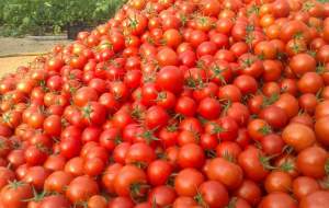 شرایط صادرات "گوجه" تسهیل شد! +سند