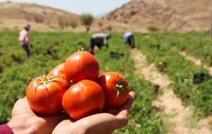 تعادل قیمت گوجه فرنگی تا ۳ هفته آینده
