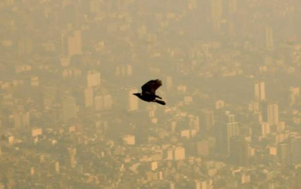 ماجرای فرار ده‌ها گونه پرنده از تهران