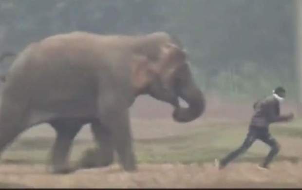 سلفی گرفتن با فیل خطرساز شد +عکس