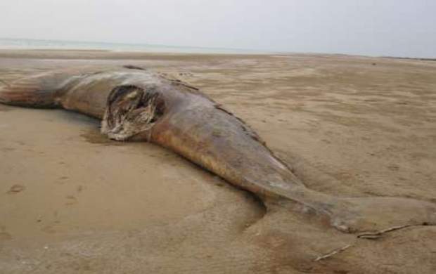 فیلم/ مرگ نهنگ غول‌ پیکر در بندر دیلم