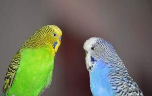 آیا حیوانات خانگی کرونا را انتقال می‌دهند؟