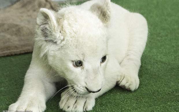 یک «شیر سفید» در هویزه به دنیا آمد