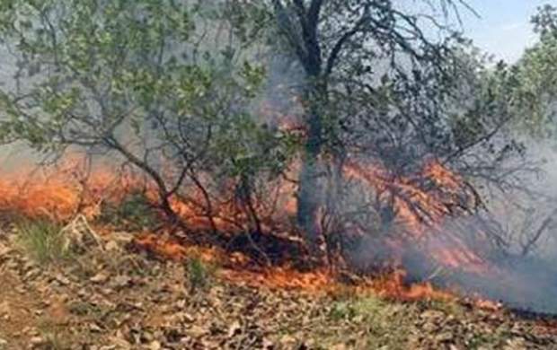 ۹۵ درصد آتش سوزی جنگل‌های بهبهان کنترل شد