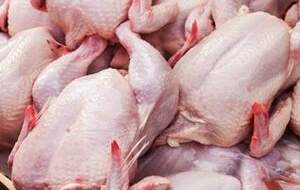 روند کاهشی قیمت مرغ در بازار