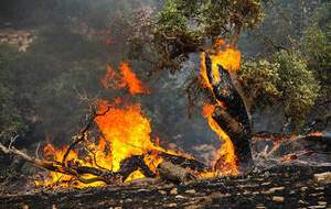 ردّ پای فتنه‌گران در آتش‌سوزی جنگل‌ها و مراتع