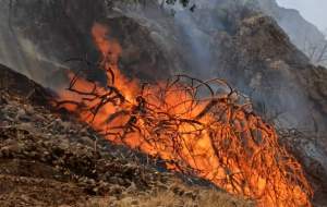 دستگیری ۴۰ نفر در ارتباط با آتش‌سوزی جنگل‌ها