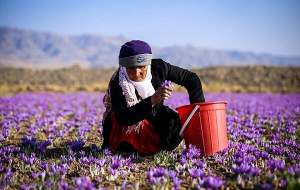 صادرات زعفران از سر گرفته شد