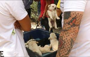 جمعه بازار سگ های اشرافی/ سگ ماست خور ۱۵ میلیون