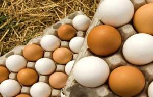 چرا تخم‌ مرغ گران شد؟