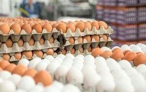قیمت تخم‌مرغ به شانه‌ای ۳۸ هزار تومان رسید