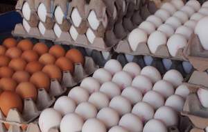 صادرات، نقشی در گرانی تخم مرغ ندارد