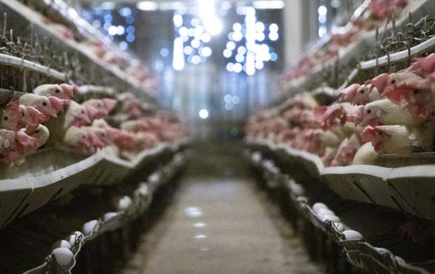 قیمت مرغ گَرم در بازار چقدر است؟