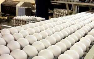 تخم مرغ گران‌تر از ۲۹ هزار تومان تخلف است