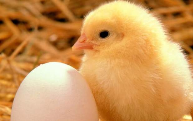 کاهش ۲۵ درصدی تولید تخم مرغ