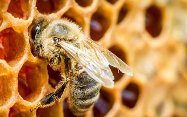 فیلم/ حمله عجیب هزاران زنبور به یک هواپیما