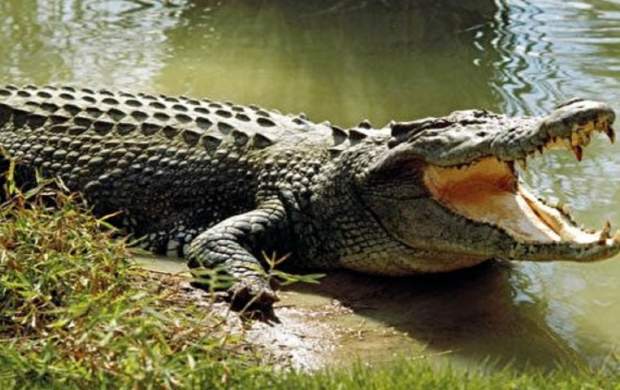 فیلم/ ماجرای تمساح دریاچه چیتگر!
