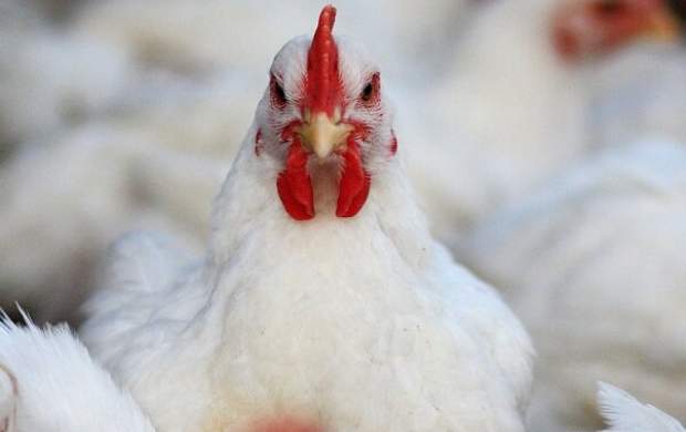 پیش‌بینی افزایش دوباره قیمت مرغ