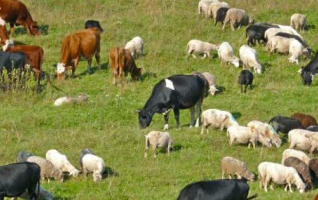 گاو و گوسفند هم کارت تردد می‌گیرند