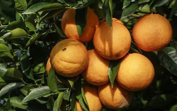 پرتقال شب عید؛ ۱۰ هزار و ۵۰۰ تومان