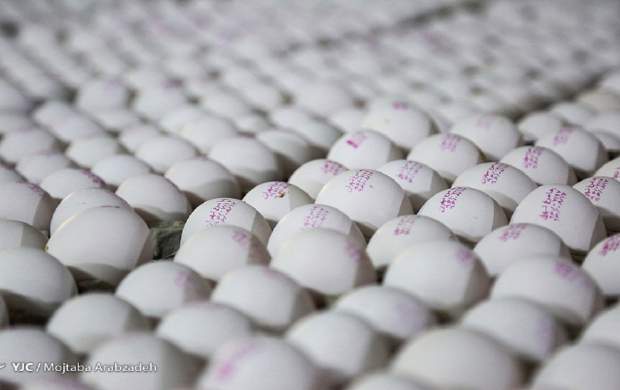 کاهش ۶ هزار تومانی نرخ هر کیلو تخم مرغ