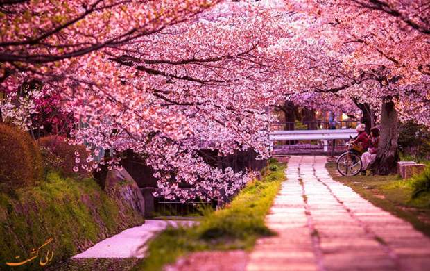 تصاویر زیبا از شکوفه‌های گیلاس