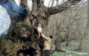قطع درخت ۷۰۰ ساله گردو در منطقه «کهمان»
