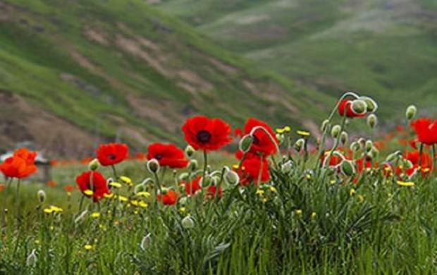 ۴۰۰ گونه نادر از گل‌های وحشی دنیا در ایران
