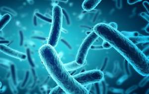 باکتری‌ها در کدام قسمت بدن جمع می‌شوند؟