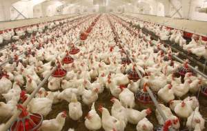ضرر ۳۰۰ میلیونی به خاطر تولید مرغ چاق‌تر!