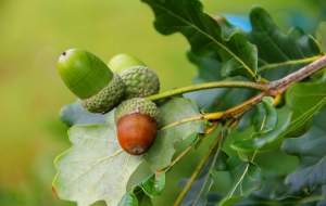 ارزش مالی یک درخت بلوط چقدر است؟